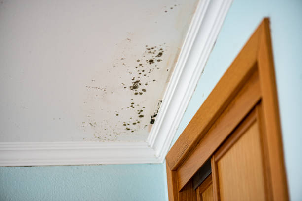 Best Mold Removal Process  in Frankfort, IL